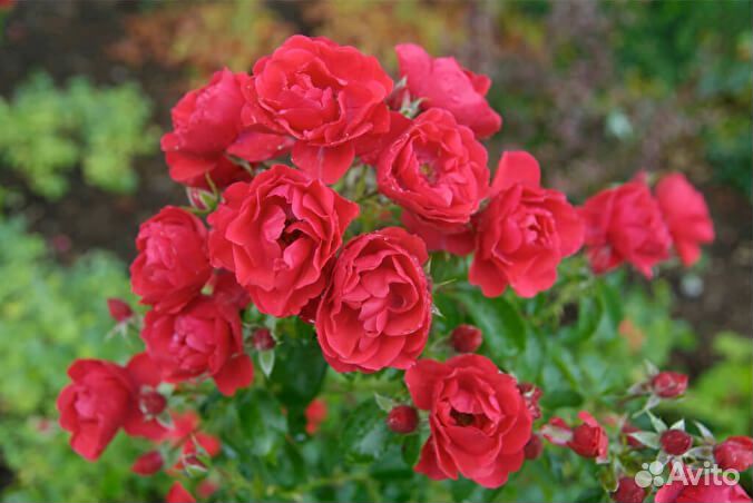 Почвопокровные розы
