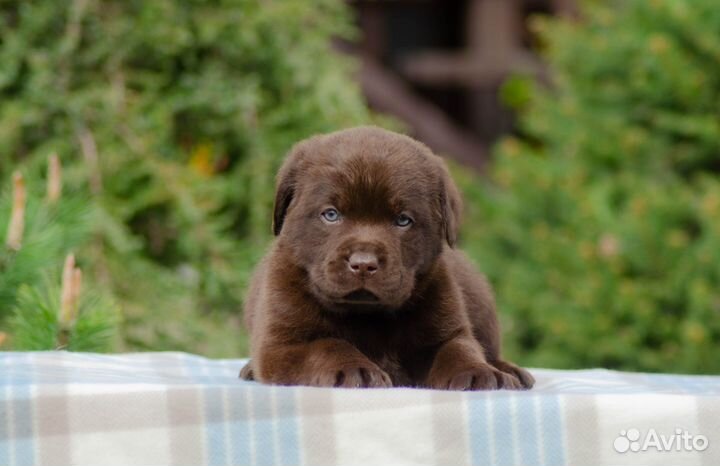 Продам щенков лабрадора