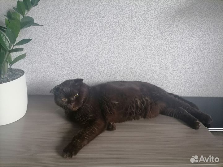 Передержка кошек на время отпуска