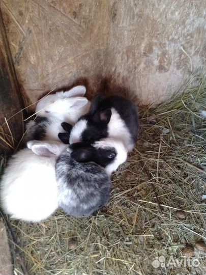Продам крольчат