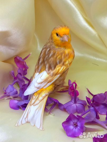 Кенар породистый, канарейки
