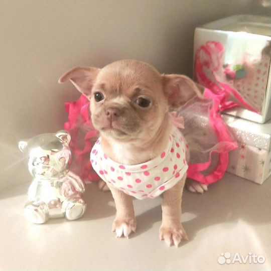 Щенки чихуахуа