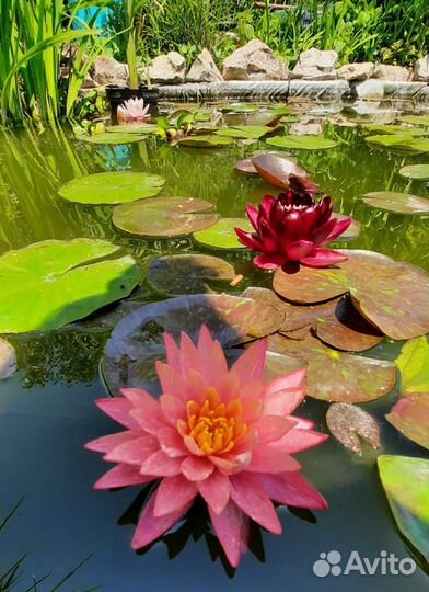 Кувшинки (Нимфеи)