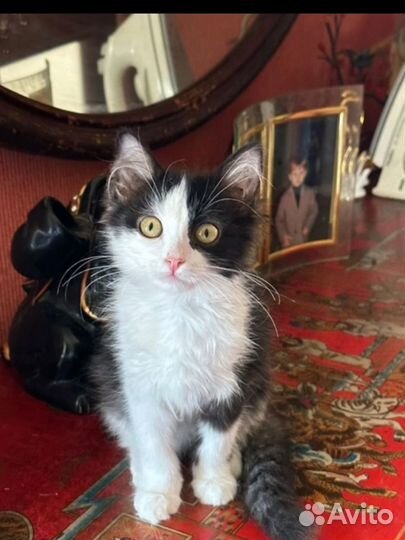 Котенок кошка в дар бесплатно