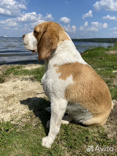 Вязка собак