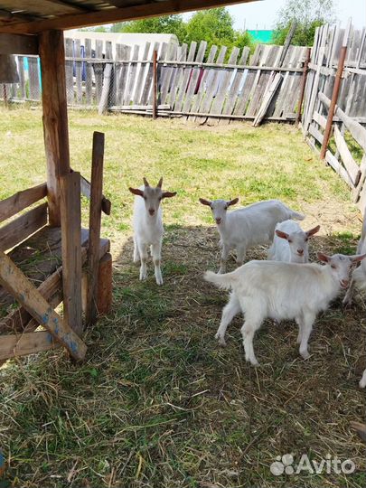 Продаются козлята