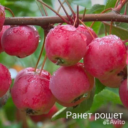 Колоновидная яблоня Ранет Рошет