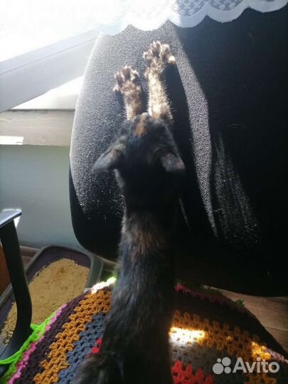 Трехцветный котенок, девочка