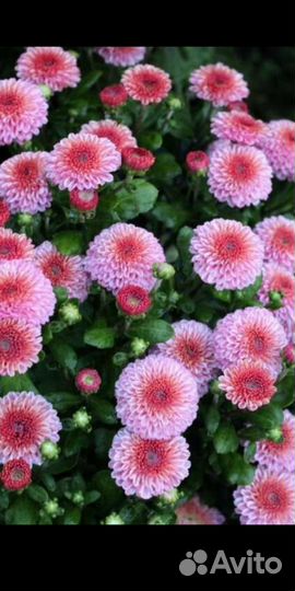 Вербена вегетативная ампельная