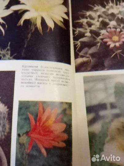 Книга Кактусы