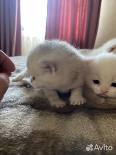 Британские котята