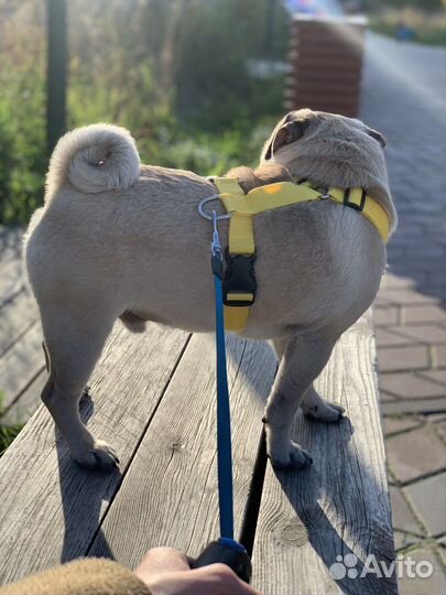 Шлейка для вашего пятачка анатомическая