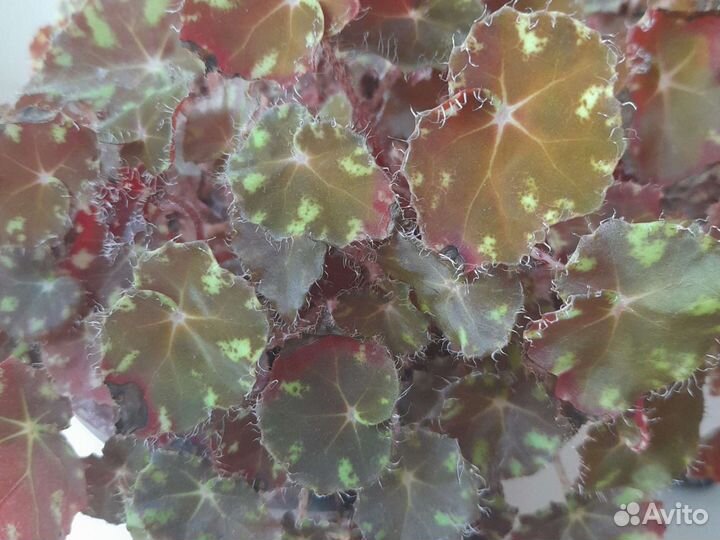 Бегония мелколистная