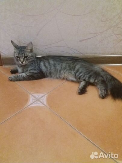 Кошки в добрые руки