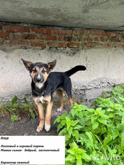 Собака друг человека