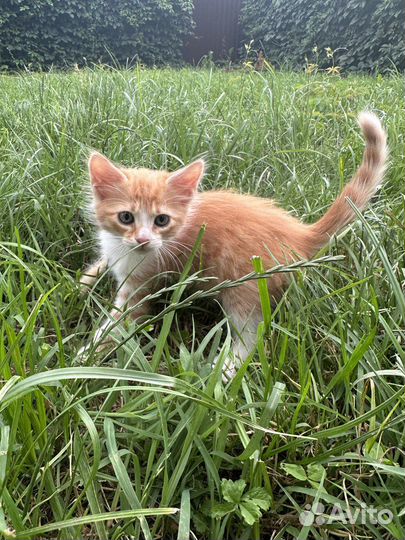 Котята в радость