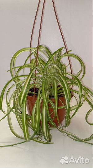 Хлорофитумы