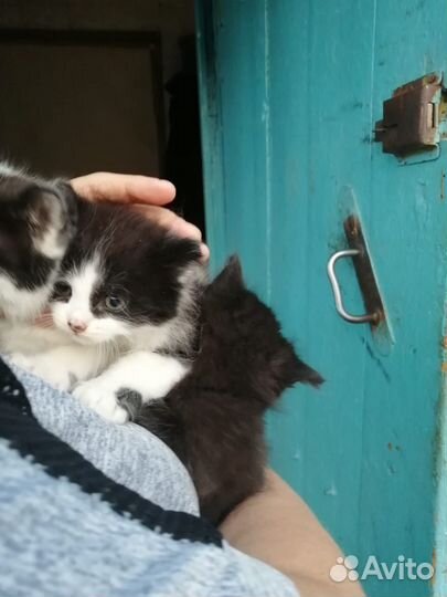 Отдам котят в хорошие руки