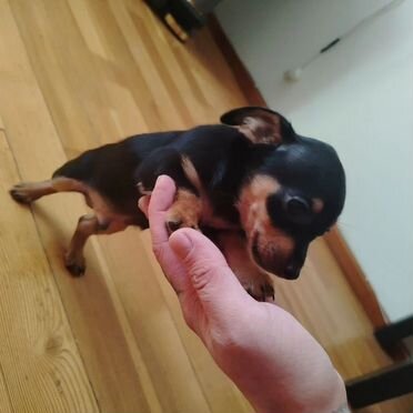 Цвергпинчер, щенок