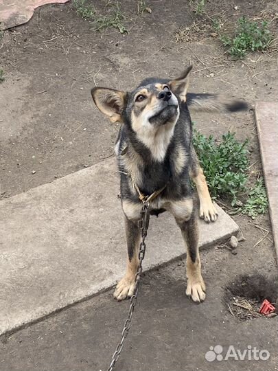 Отдам в добрые руки