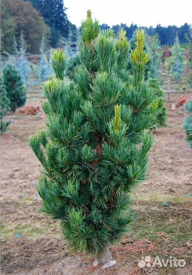 Сосна голубая,гибкая Глаука