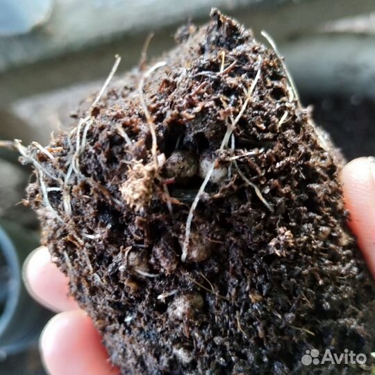 Гортензии крупнолистная