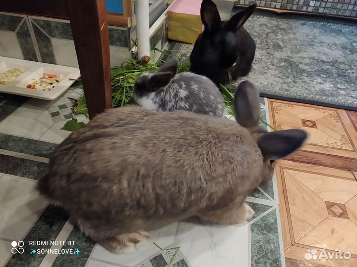 Декоративные кролики