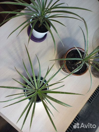 Пальма драцена