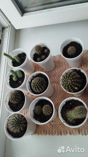 Кактус мамилярия