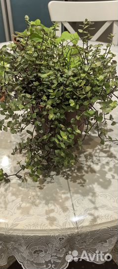 Каллизия ползучая