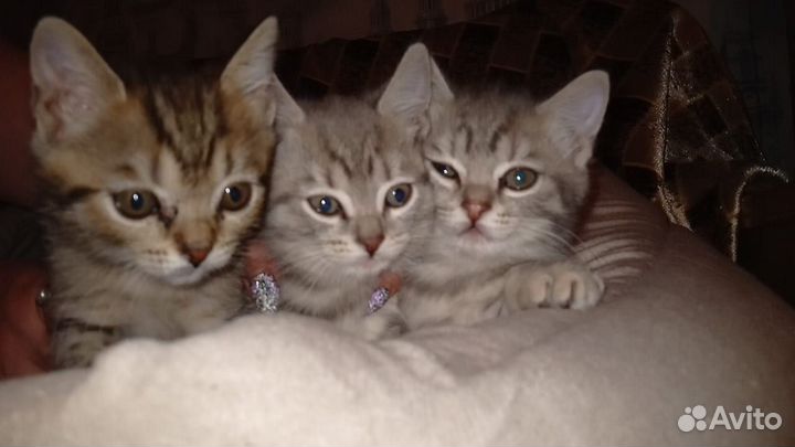 Британские котята