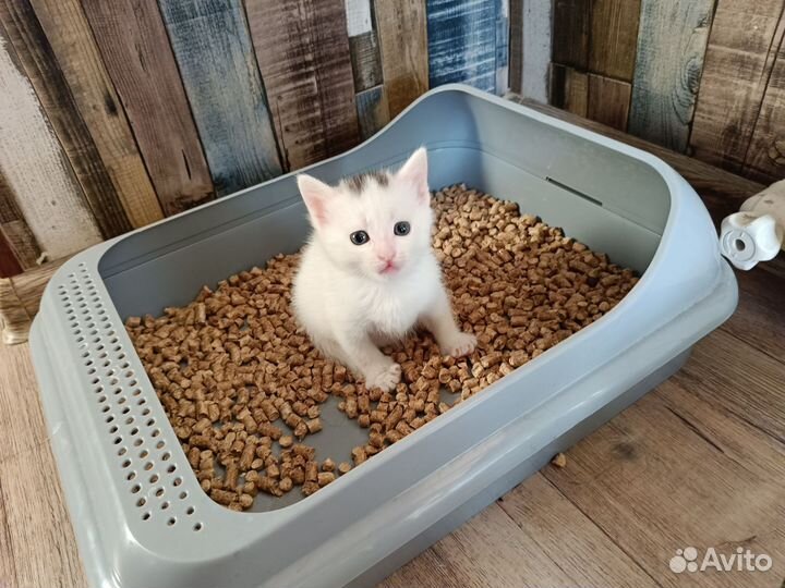 Отдам в добрые руки