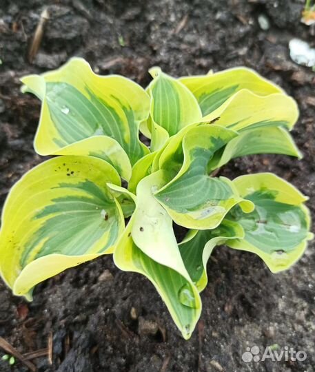 Хосты из серии мышиных ушек