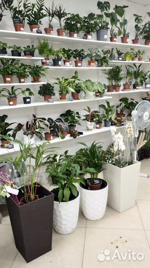 Кактус строблоем сухоцвет 05/15