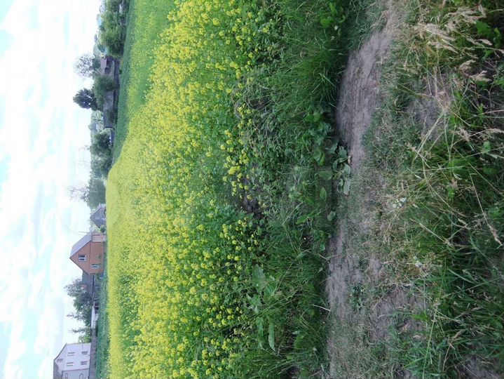 Участок 12,6 сот. (ИЖС)