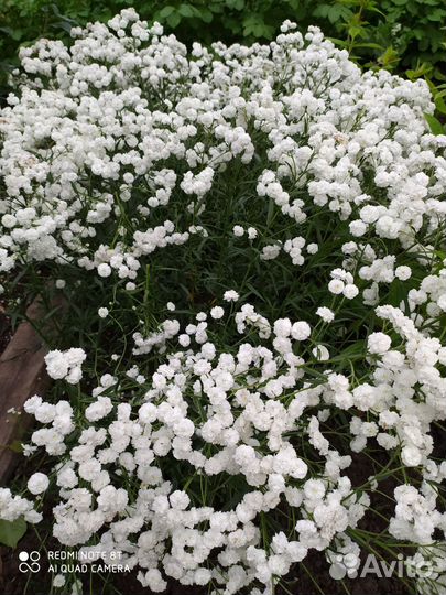 Многолетние цветы