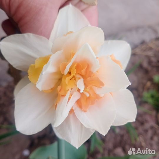 Нарциссы луковицы и на срезку