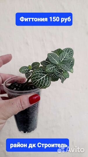 Комнатные растения