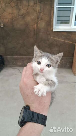 Котята мышеловки