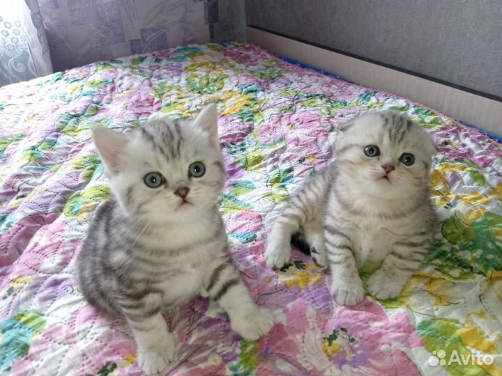 Шотландские котята