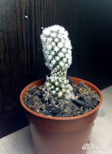 Mammillaria gracilis cv. Arizona Snow