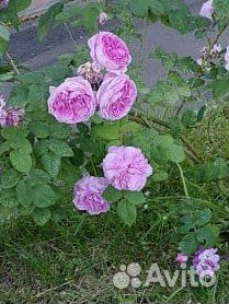 Башкирская роза