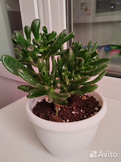 Крассула хоббит