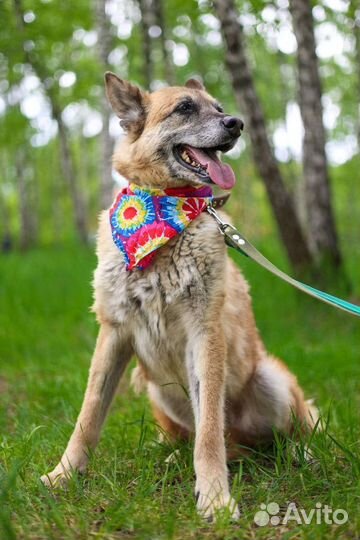 Собаки бесплатно