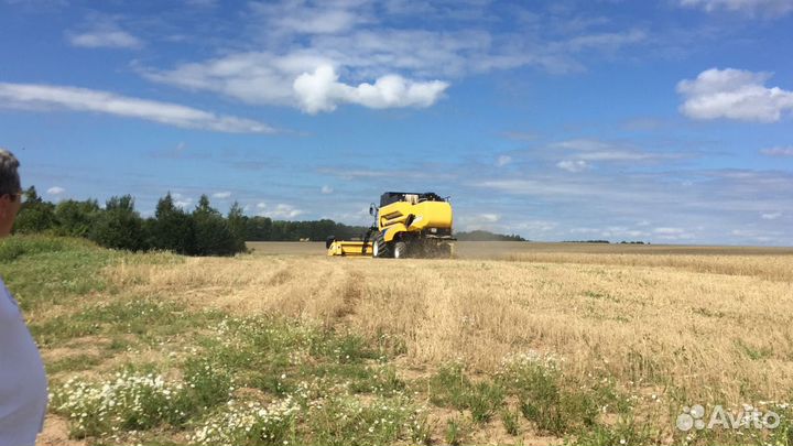 Пшеница 4 класс