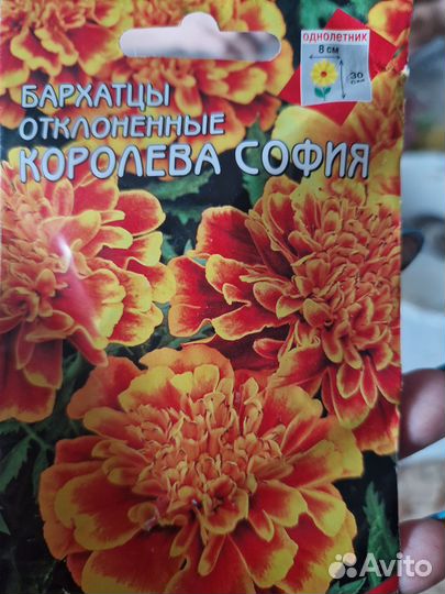 Рассада бархатцы низкие