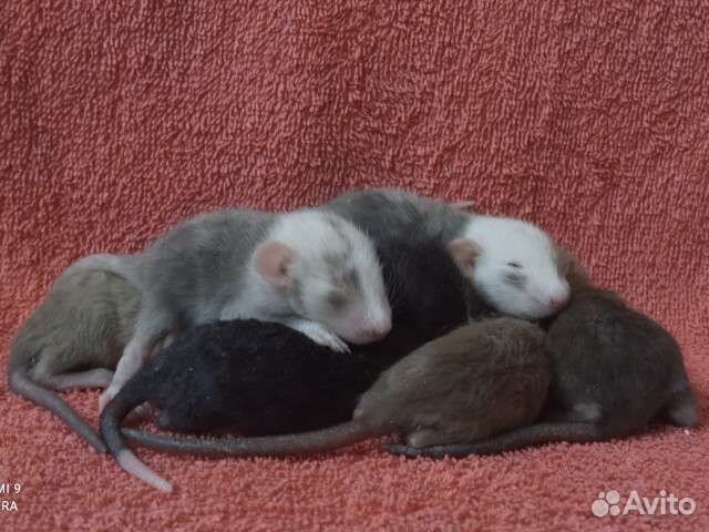 Крысята мраморный девил, лонг, рекс, сфинкс