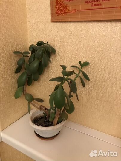 Толстянка денежнле дерево