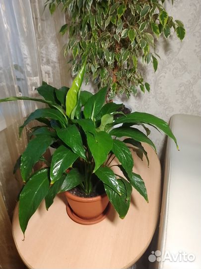 Спатифиллум