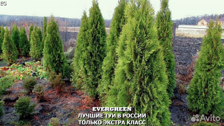 Туи премиум